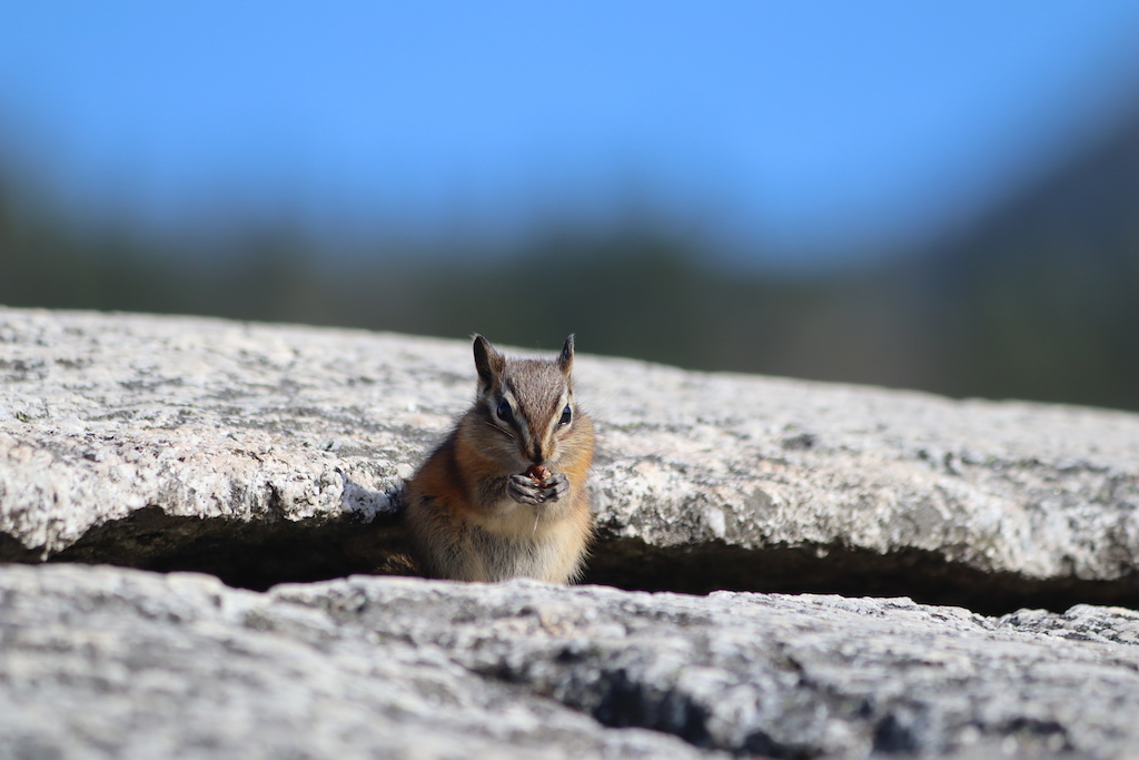 A squirrel having a snack.