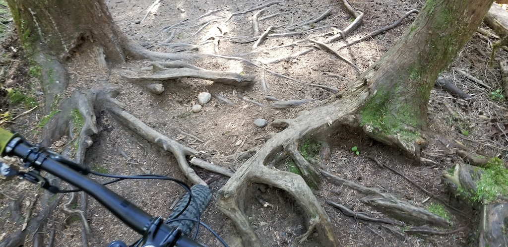 Bunch of roots