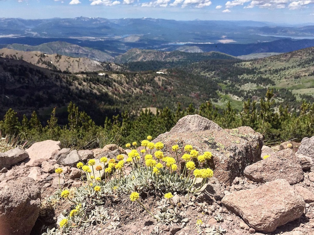 Views and flora close to the summit.