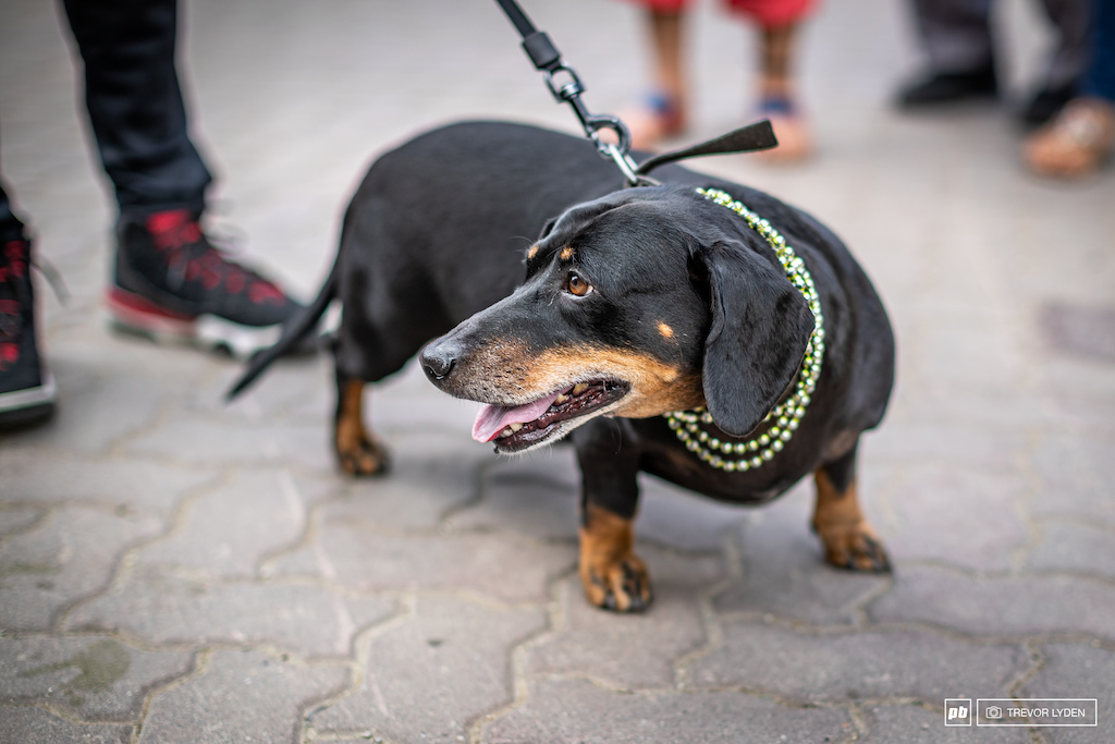 ___ the Dachshund rolls around the village with that Mr. T swagger.
