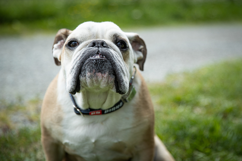 Habernash the English Bulldog, and fur baby of two Pinkbike employees.