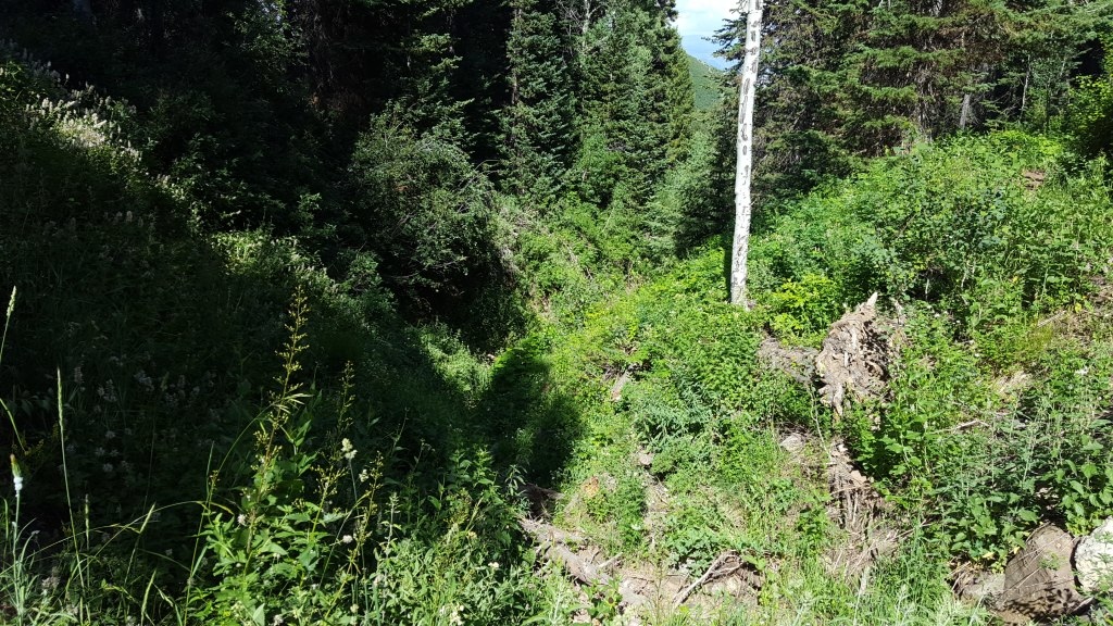 Canis Lupis - Ski Trail