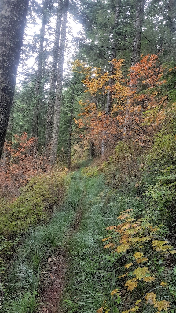 Fall colors along Huffman Peak trail
