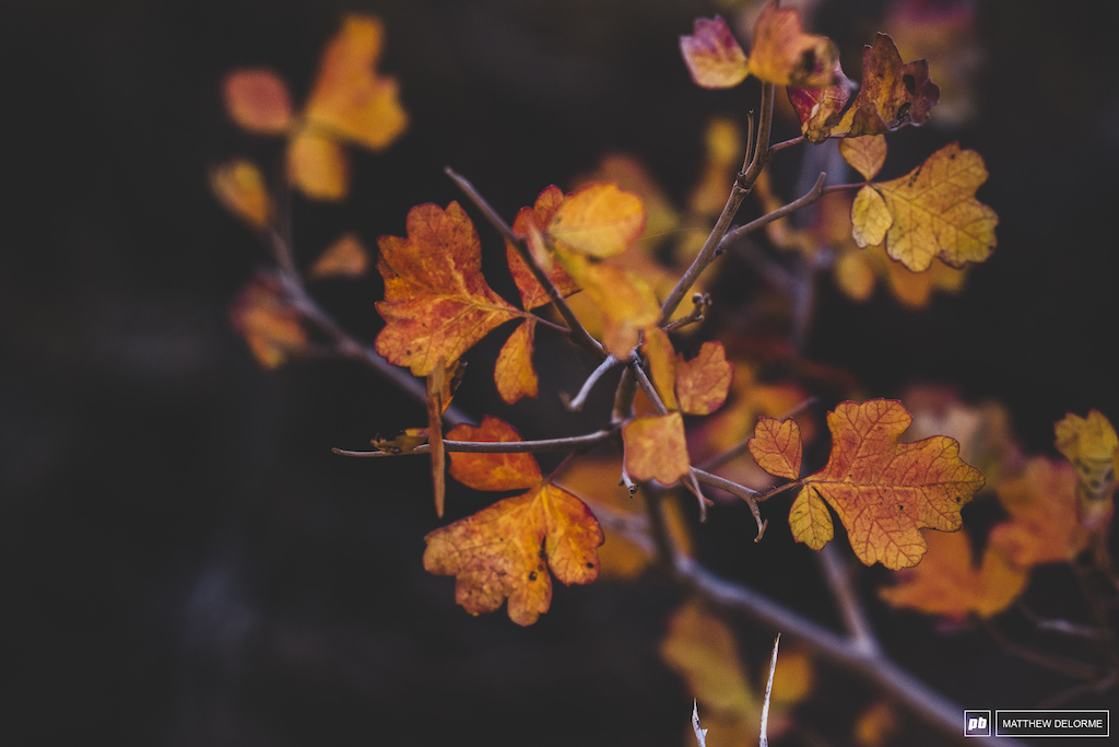 Textures of fall in the desert.