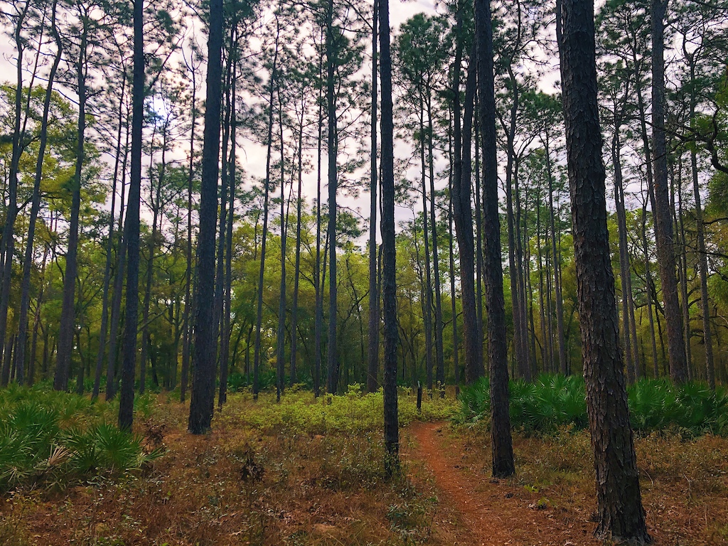 Some of the forest from the long single track
