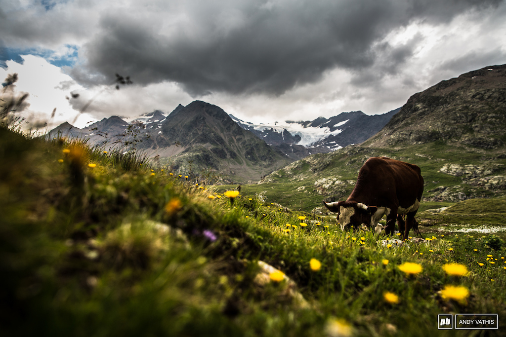 Cattle grazing between the peaks of the Italian-Swiss border.