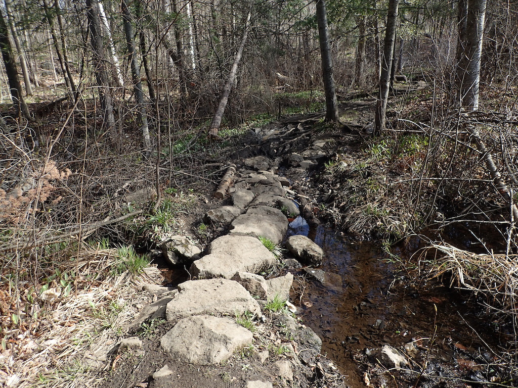 Future trail day area.  Water is draining from beaver dam on right (out of picture) left across the trail.  Previous trail work has been done here.  We need 2 stone culverts (bridges) to allow water to drain unimpeded.