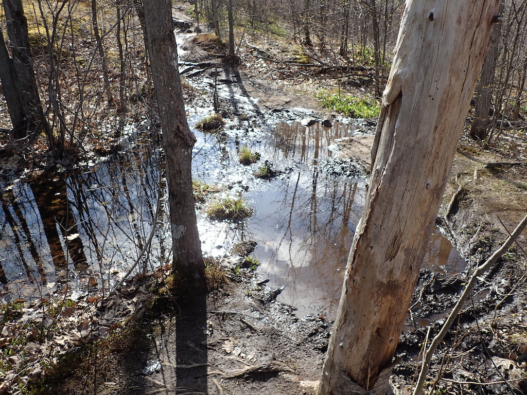 Future trail day area.  Water is draining across the trail.  Need to build a stone culvert (bridge) to allow water to drain unimpeded.  Rock armouring and/or raised bed construction on either side of the stone culvert.  If we fix the drainage, the area should heal up nicely.