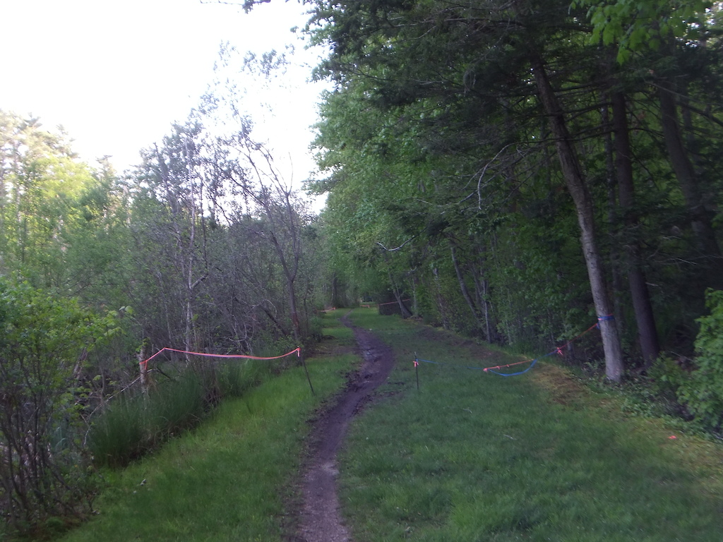 Grassy and mud-prone area on Greenwood Ave. next to vernal pool, May 24, 2020. Looking southwest.