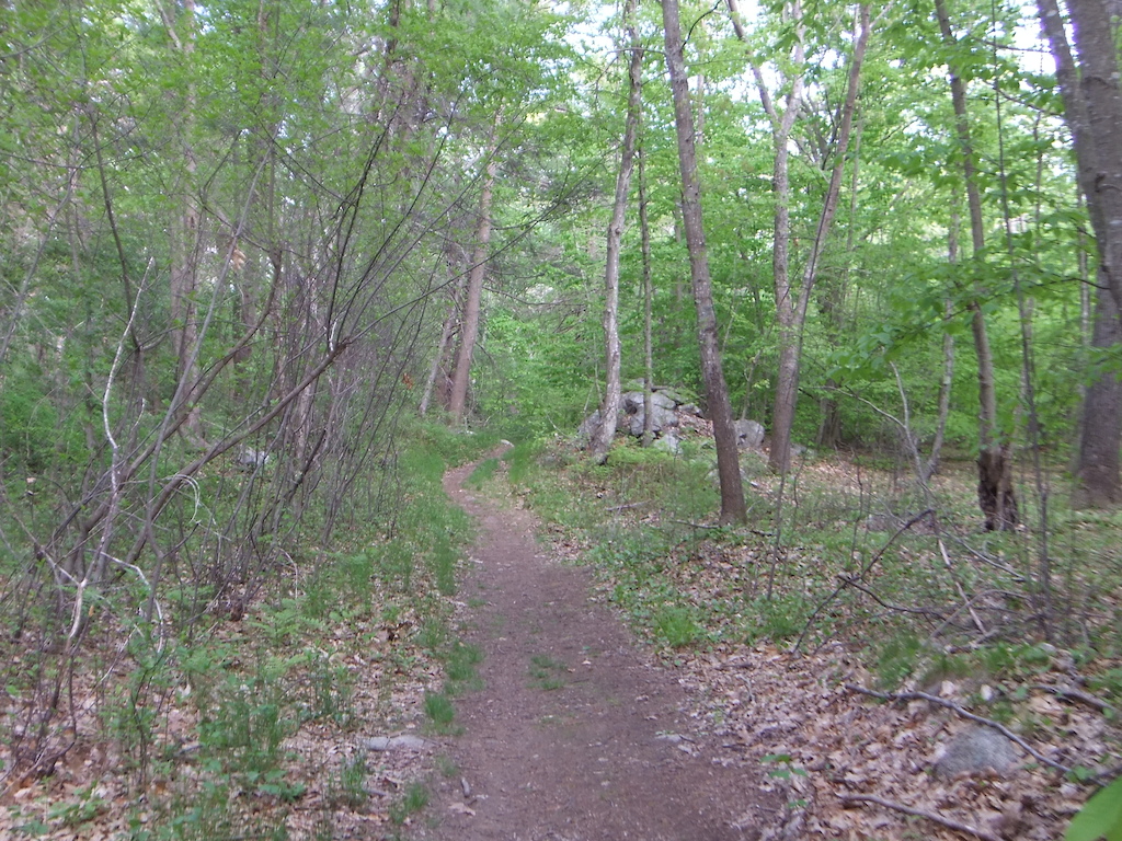 Narrower section of Wood Lane north of Branch Lane intersection, May 24, 2020. Looking southeast.