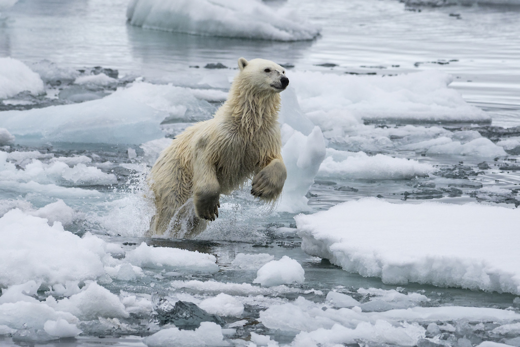 Polar Bear in the Canadian Arctic