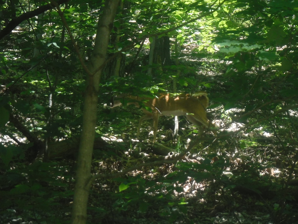 One of two deer I met on the trip. She wasn't too frightened of me.