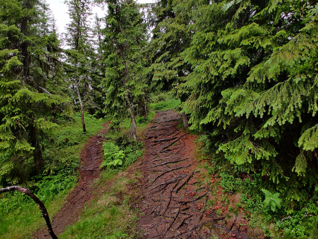A forest trail with exposed roots and dense evergreen trees under overcast light.