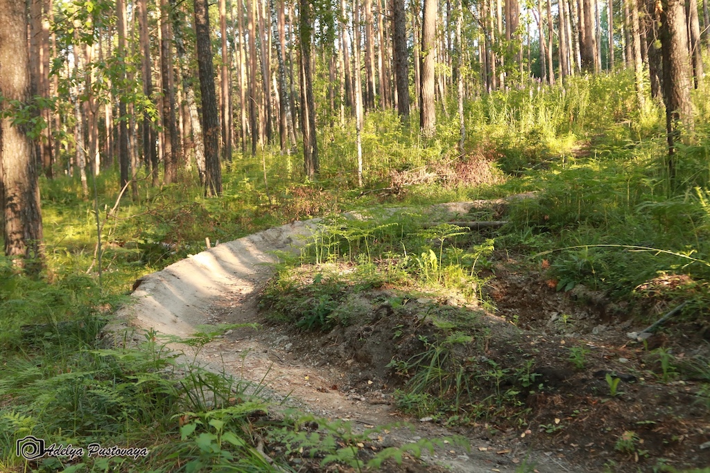 A dirt trail through tall coniferous forest with roots and sun filtering through.