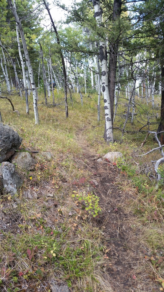 Short climbs through the aspen groves.