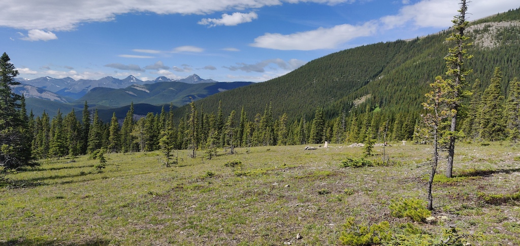 Alpine meadow surrounded by coniferous forest and distant snow-capped mountains.