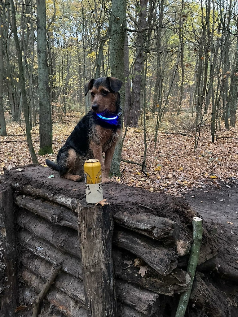 Pampek - the ultimate trail dog /fot. Witek