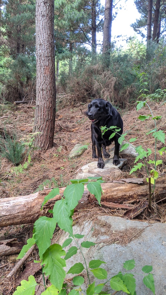 Juno testing the features on Tin Man