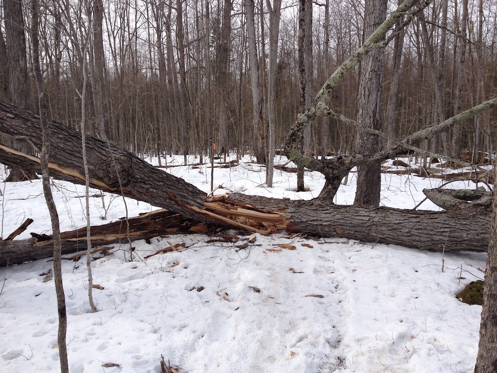 Tree down near the end of twisted taffy