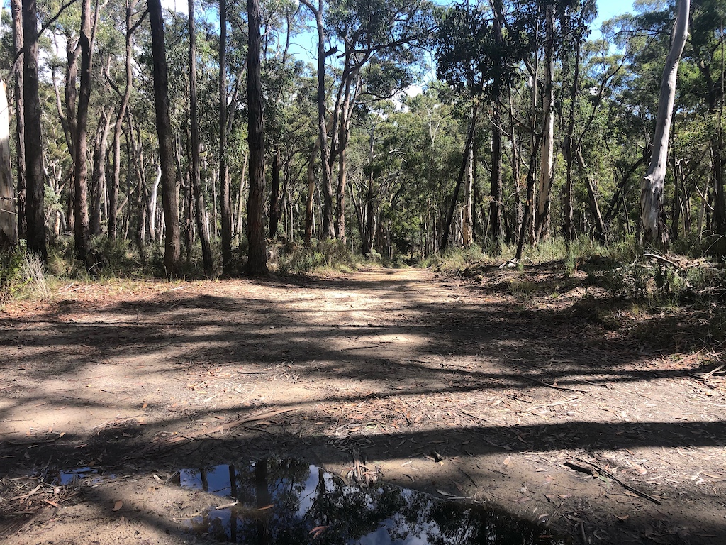 27th March 2021 about 8km from Daylesford. A heavy rainfall had wet the compacted earth trail, giving good grip. This photos shows a gentle slope off into the distance, indicating also how wide the trail gets. in many cases, it was much narrower.