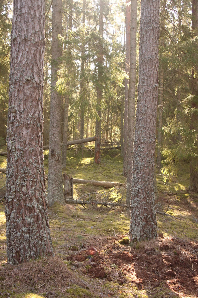 The type of old coniferforests around Hjälmmossen, Strussjön and Korsmossen.