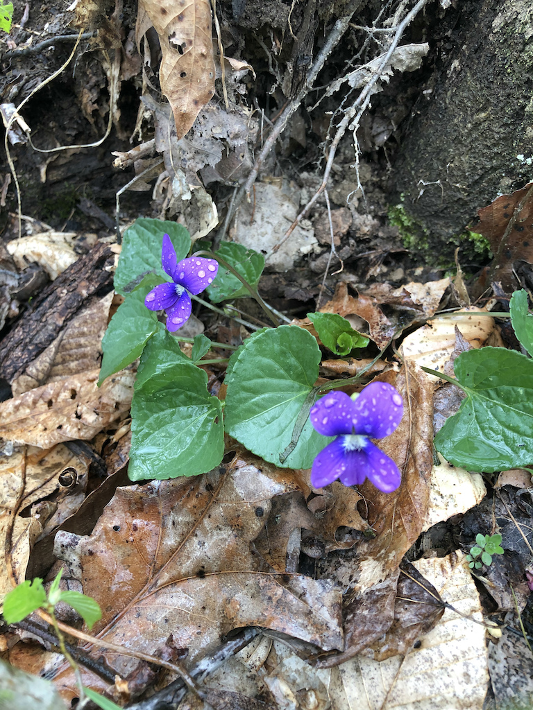 Fauna along Saltworks Trail - Baileys Trail System. Violet