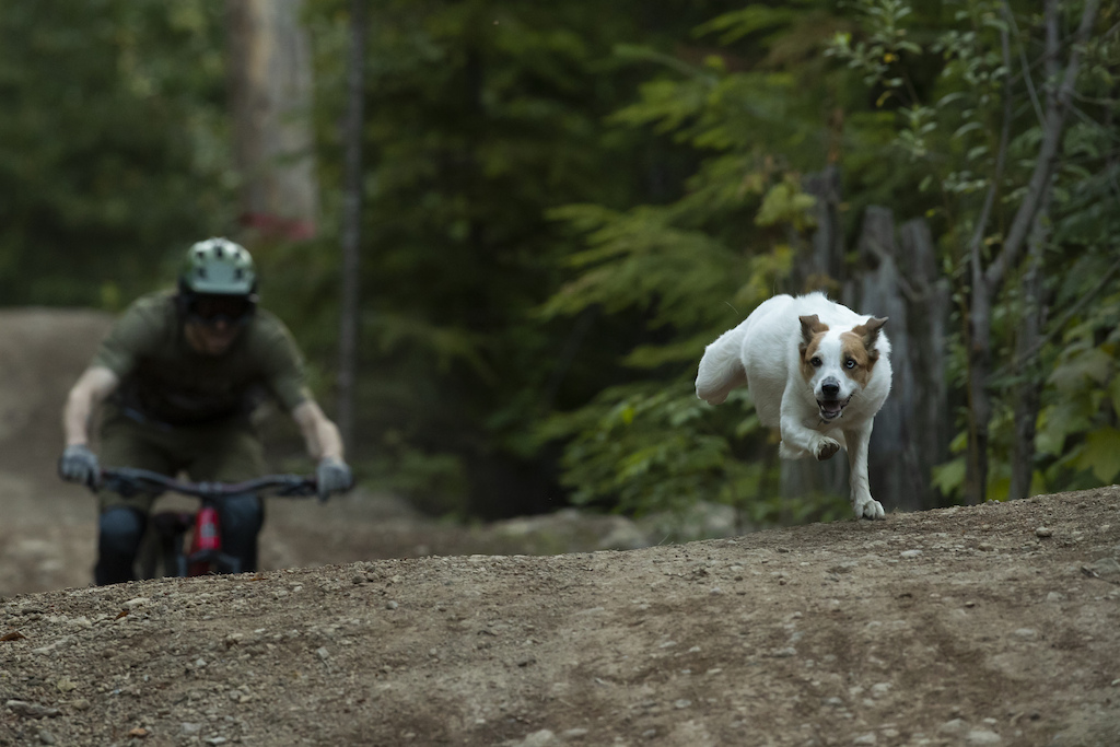 Mountain biking best sale dog breeds