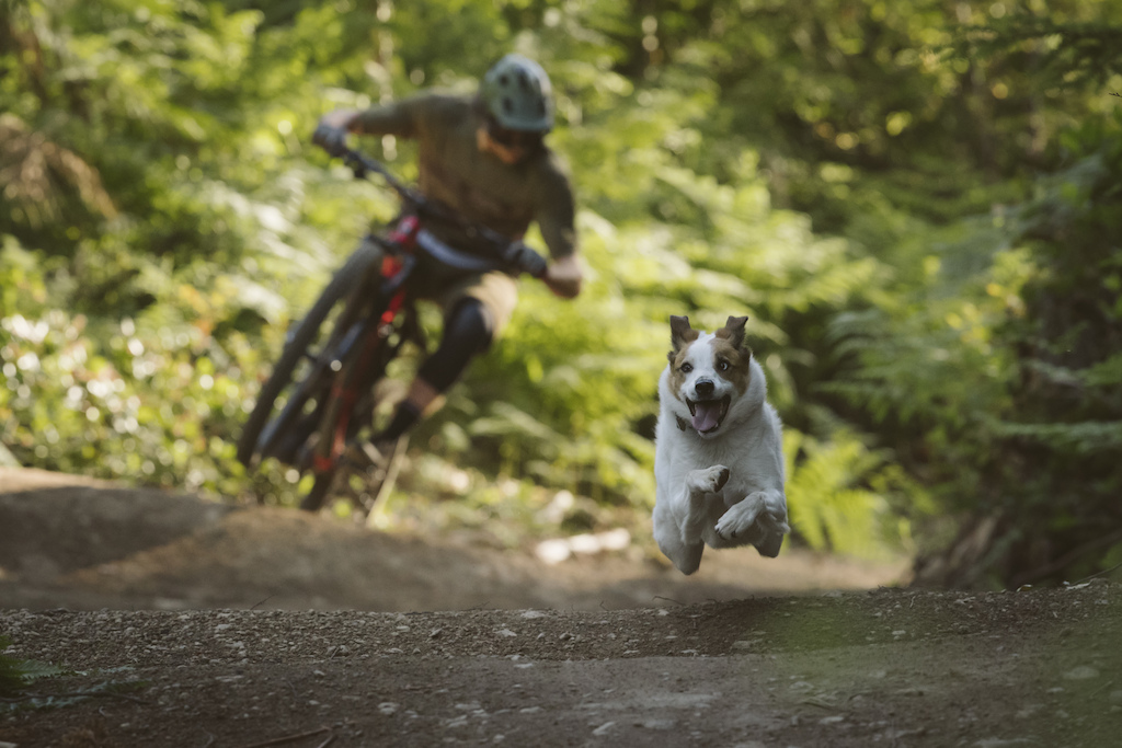 Shimano Dogs with Eric Lawrenuk and Levi in Squamish British Columbia Canada