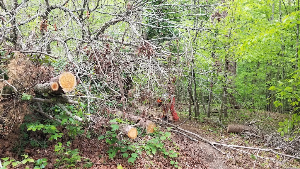 Canopy of a previously cleared, storm damage live fall, that has continued to sag & obstruct clear passage for riders. We've cleared this tree from this trail section twice before.
5/4/2021