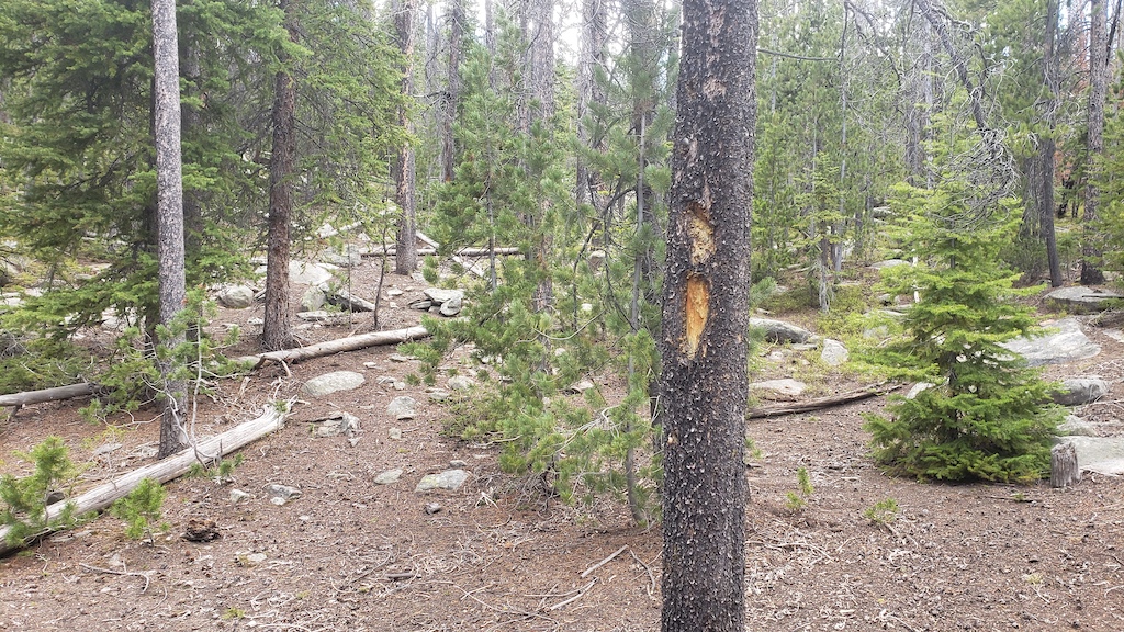 An example of the tree notices that you follow to stay on trail.