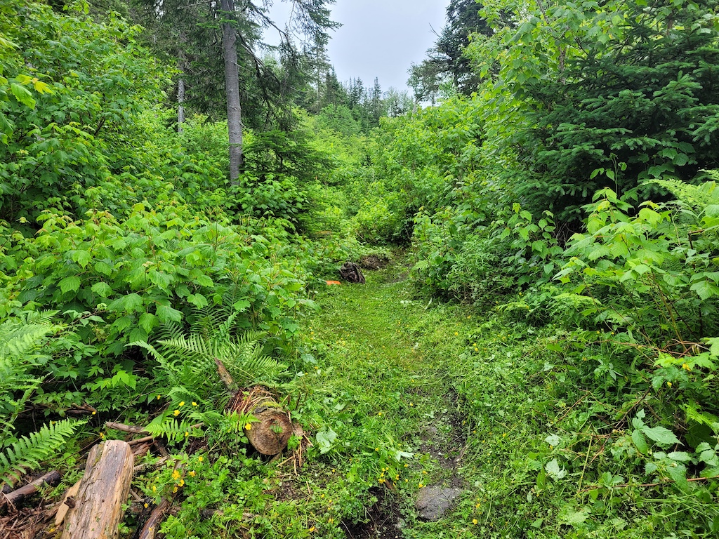 Moose Knuckle Trail clearing