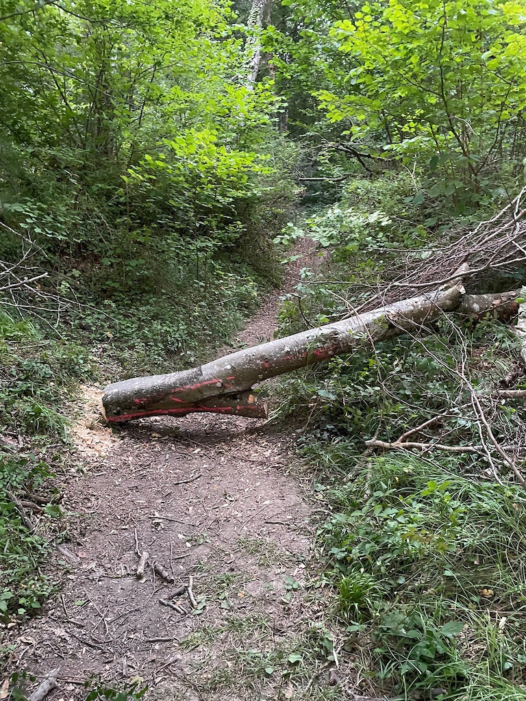 Corte de árbol caído