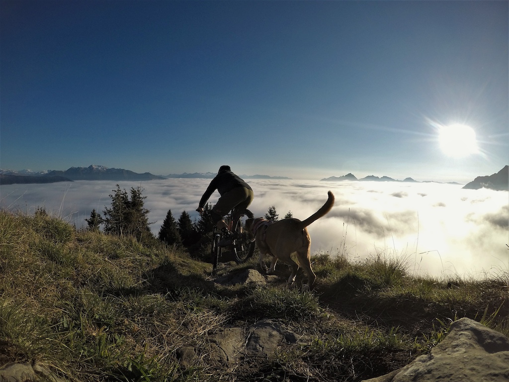 A dog ride in French Alps