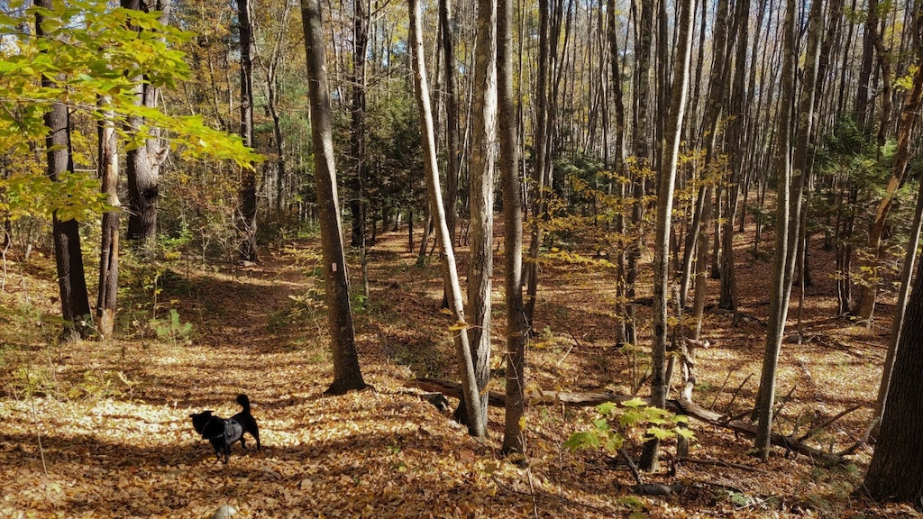 A view along the trail