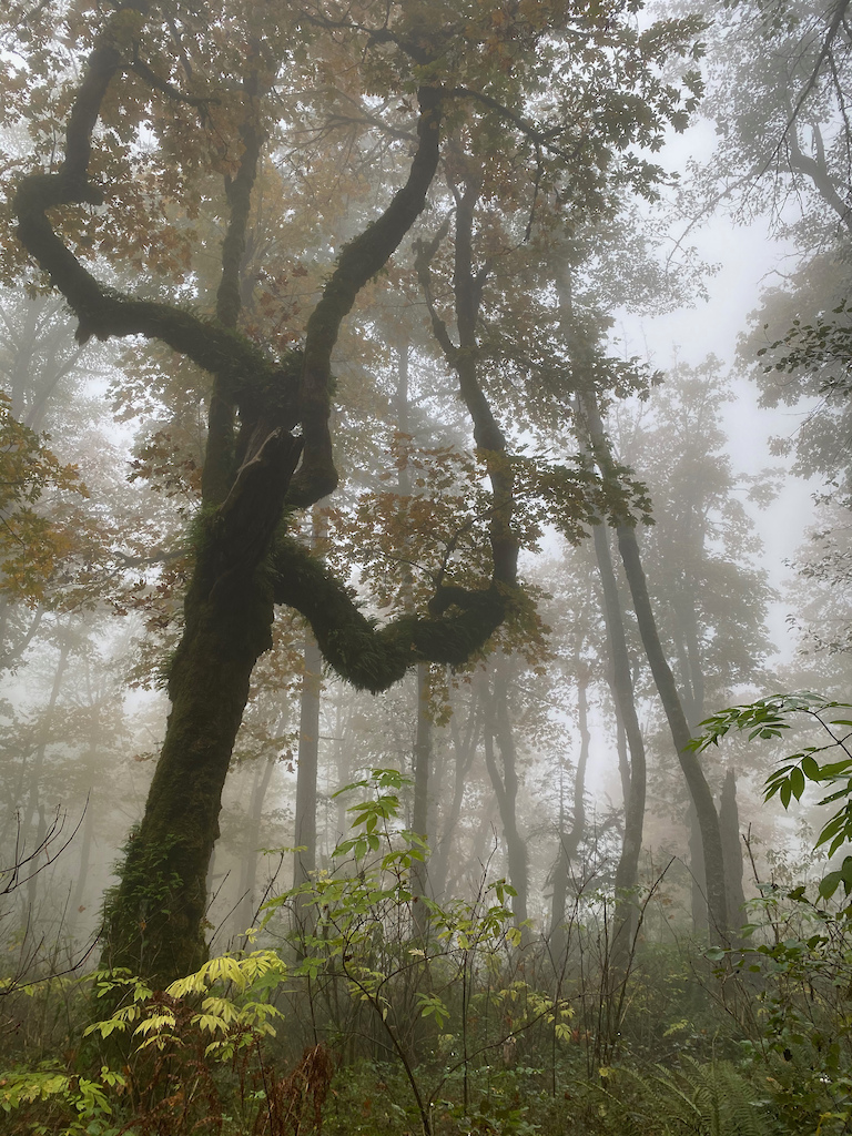 Foggy start to the hike
