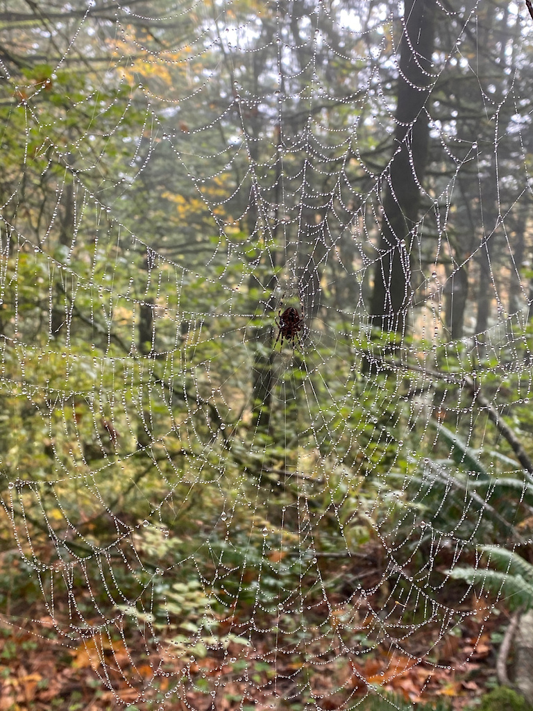 Spider web along the trail