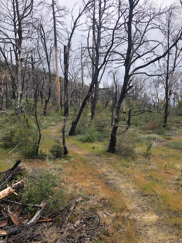 A forest trail through burned trees with wet, boggy sections and sparse regenerating vegetation.