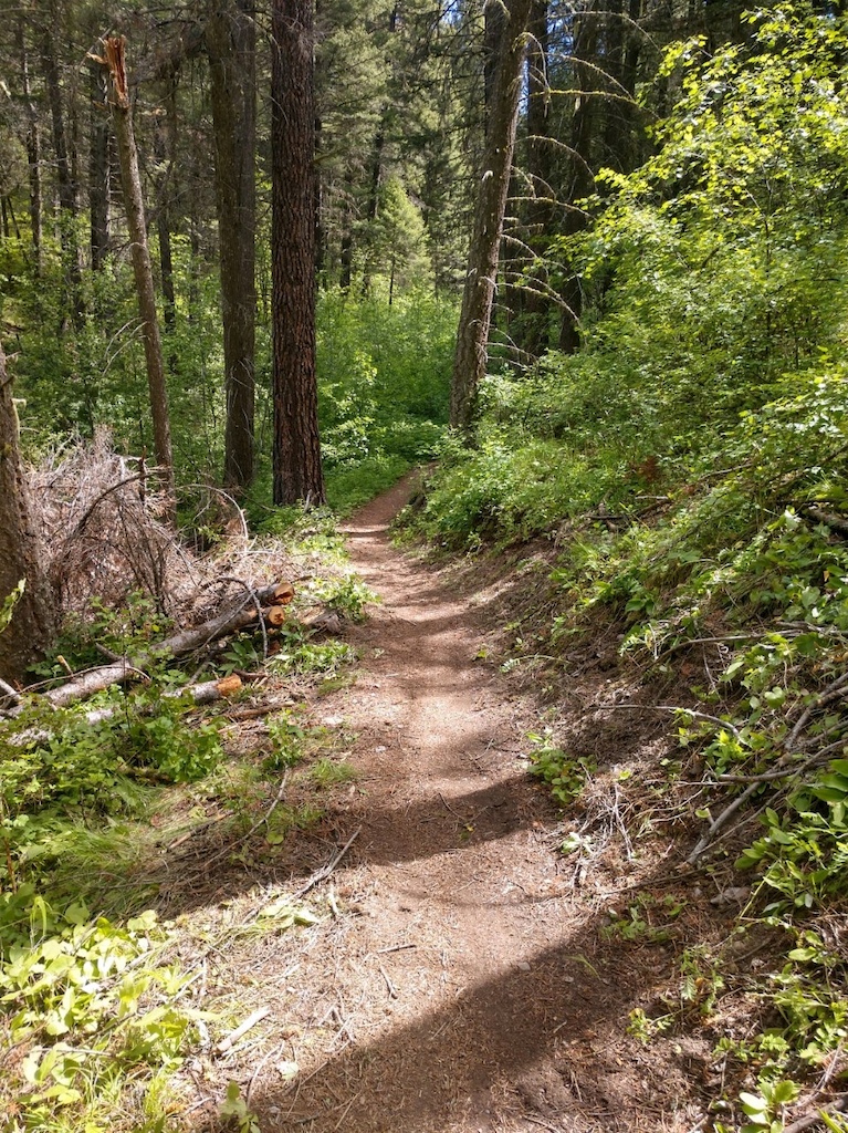 Treeless trail.....13 minutes later. Carry a folding saw if you are comfortable having one and using it.