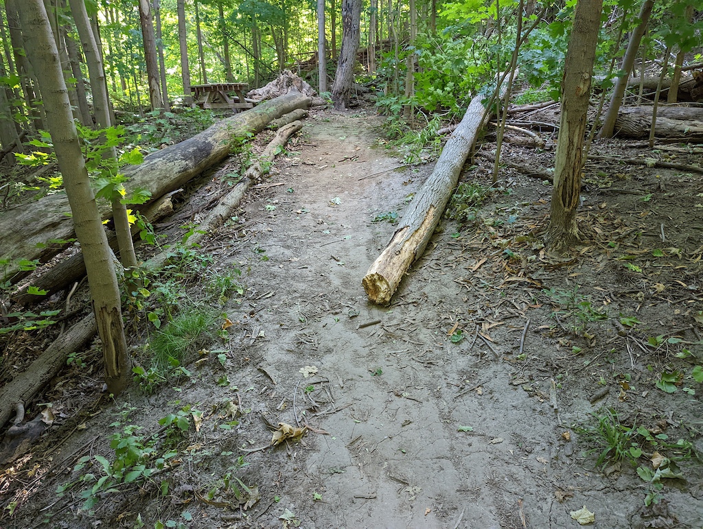 Before and after of my attempt to move the tree
