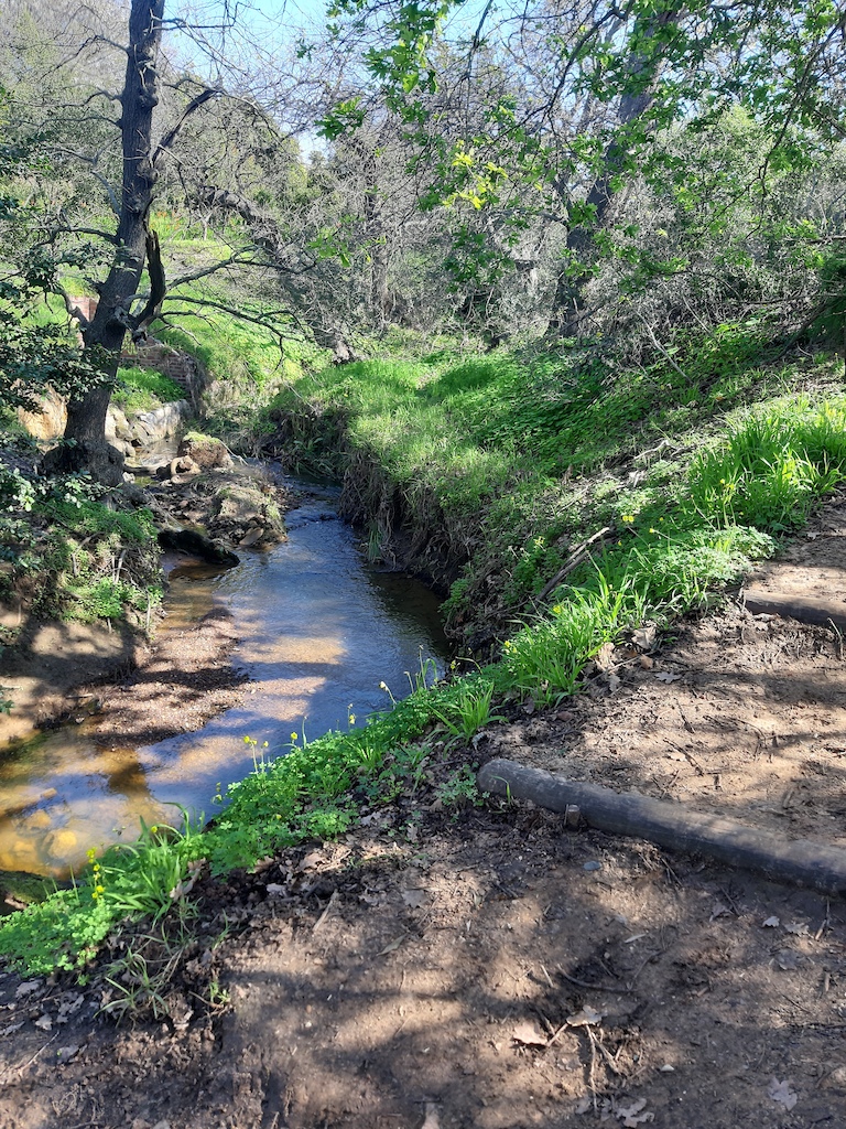 A forest trail beside a small creek with green banks and scattered rocks along the path.