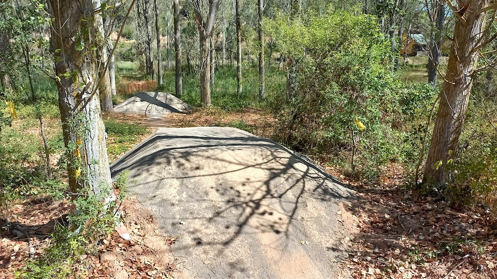 Curved wooden skinnies or log rides winding through a eucalyptus forest with dappled sunlight.