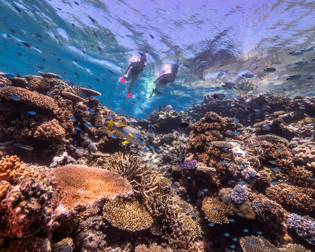 Snorkelling on the Great Barrier Reef