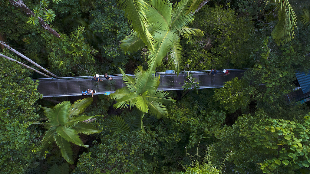 Aerial view of Treetop Aerial Walkway at Daintree Discovery Centre