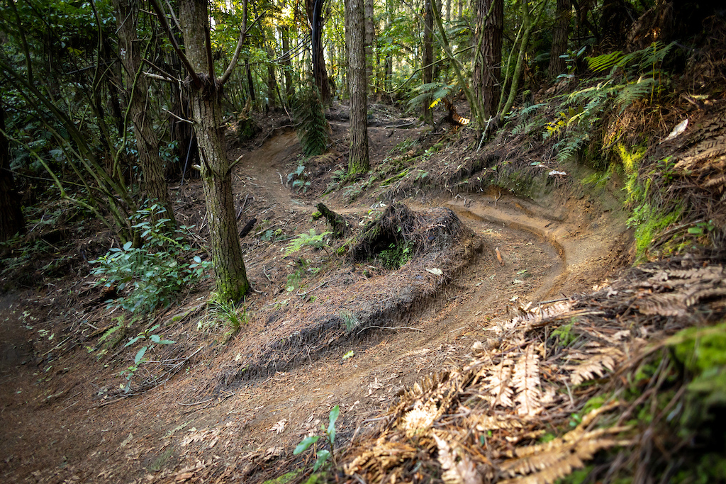 A Beginner's Guide to Mountainbiking in Rotorua