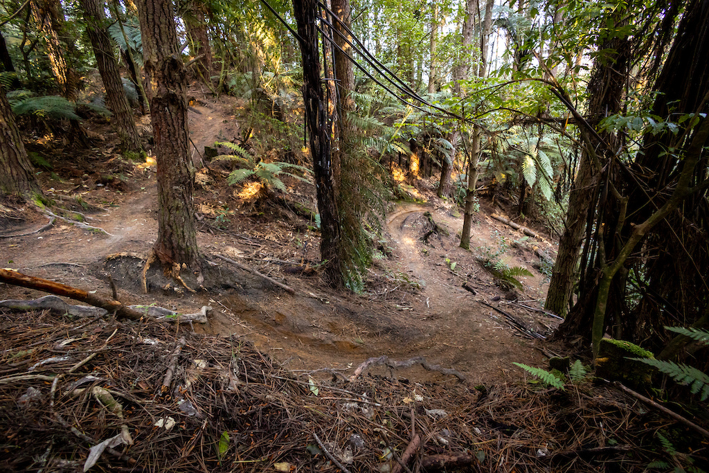 A Beginner's Guide to Mountainbiking in Rotorua