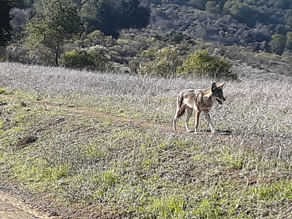 A couple of coyotes were also enjoying Fremont Older OSP.