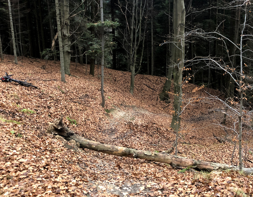 fallen tree on the trail
