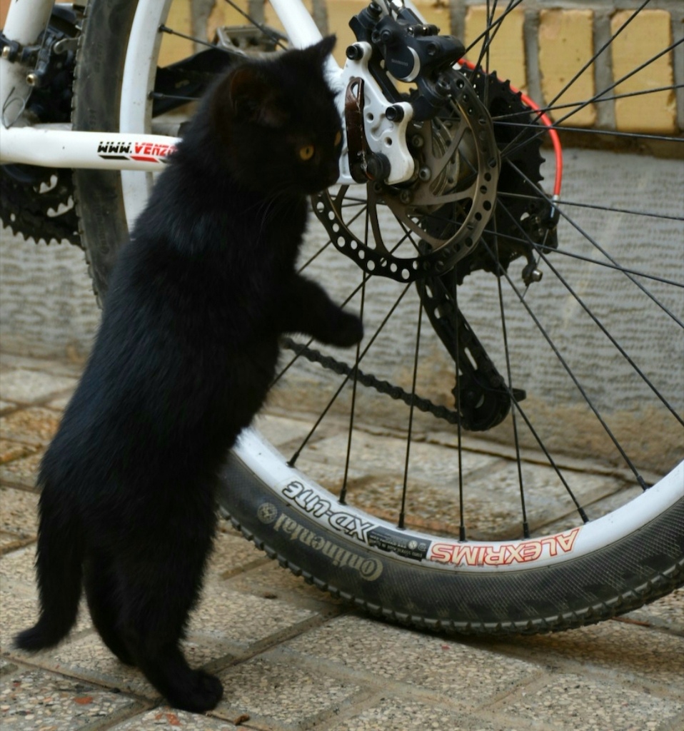 Mechanic kitten ♡