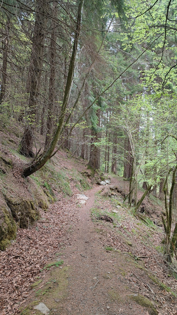 A narrow forest path descending alongside moss-covered trees with a creek visible through vegetation.