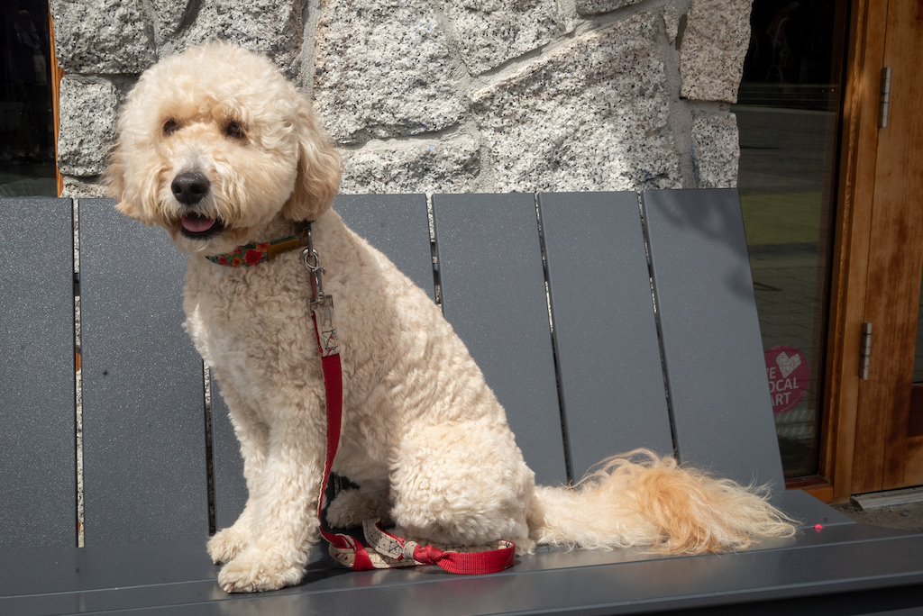 Goldendoodle jibbitz online